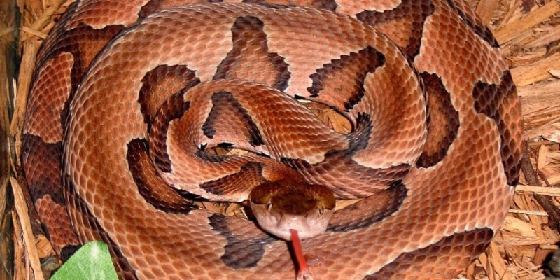 Отруйна і дуже небезпечна змія. У США знайшли найбільшого мідноголового щитомордника за всю історію